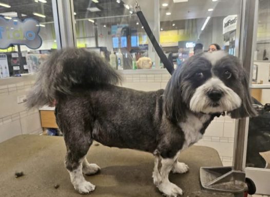 Mary dog grooming dogs
