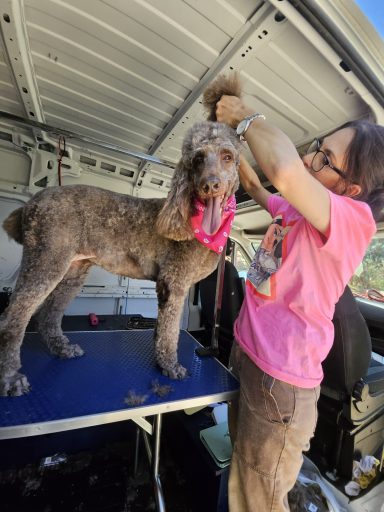 Mary dog grooming dogs