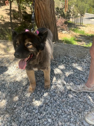 Mary dog grooming dogs
