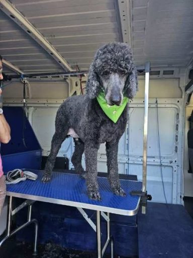 Mary dog grooming dogs