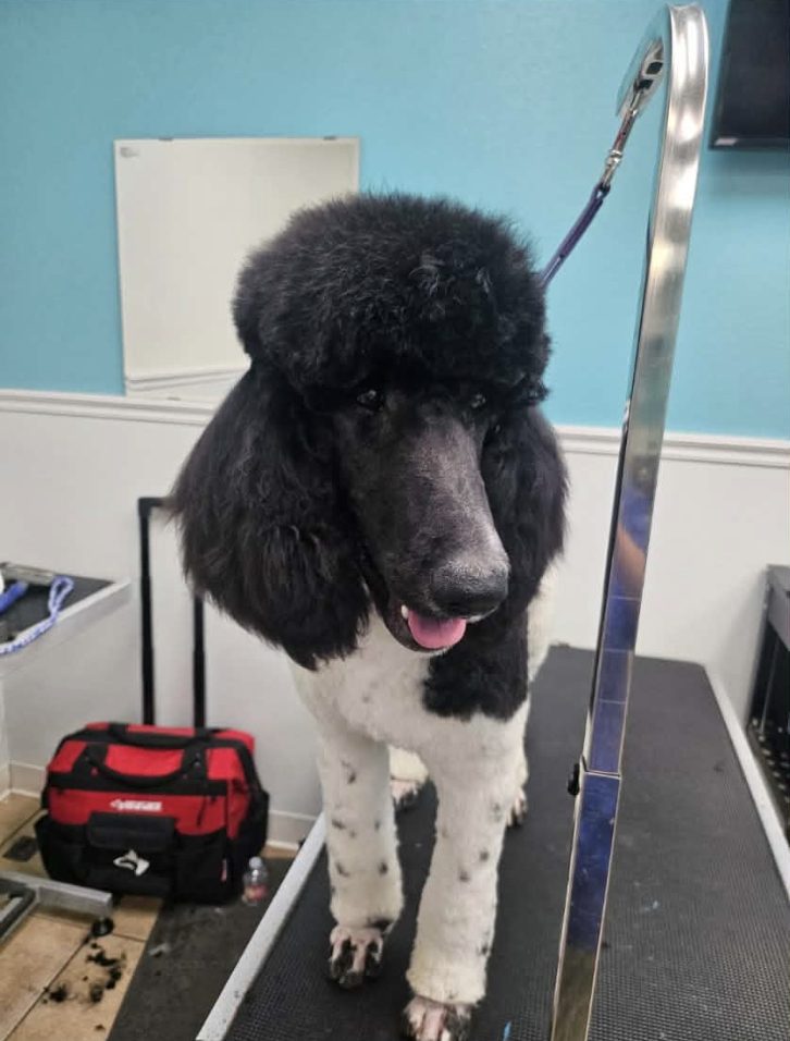 mary dog grooming Finished job