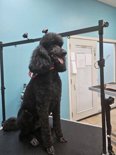 Mary dog grooming dogs