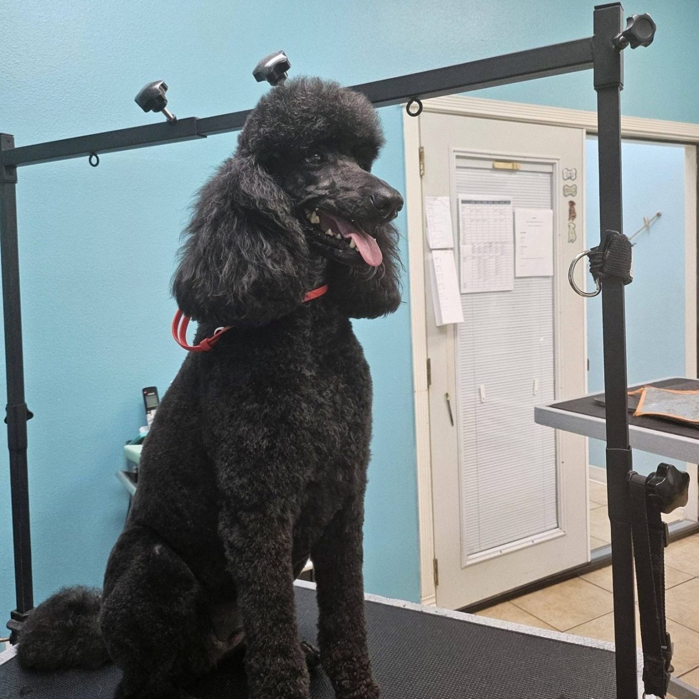 mary dog grooming client