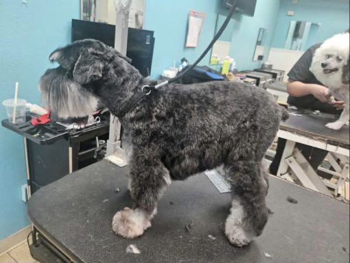 Mary dog grooming dogs dogs dogs dogs
